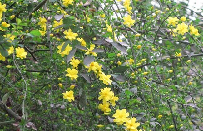 网络配图 网络配图