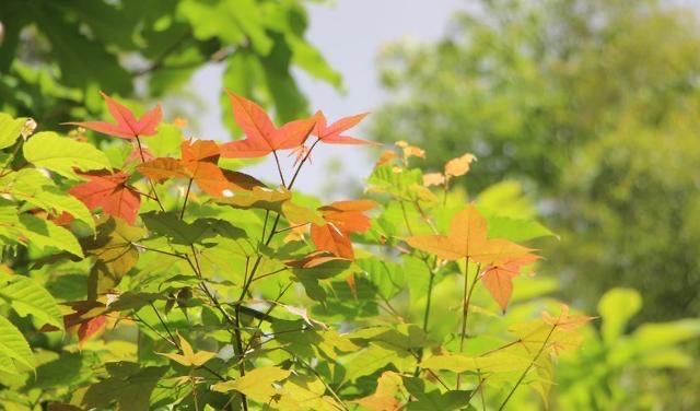 网络配图 网络配图