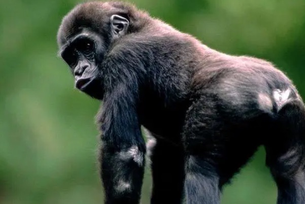 网络图片(侵删) 网络图片(侵删)