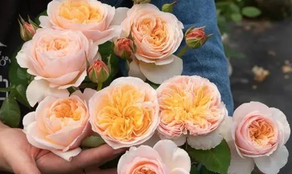 网络图片(侵删) 网络图片(侵删)