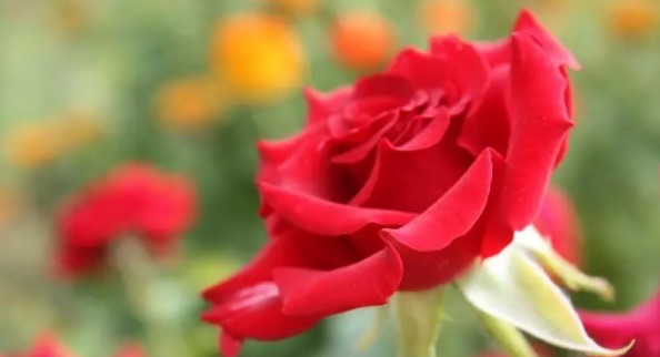 网络图片(侵删) 网络图片(侵删)