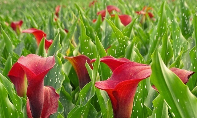 网络配图 网络配图