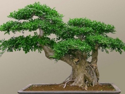 网络配图 网络配图