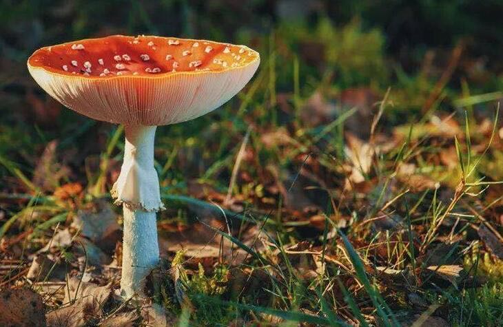 网络配图 网络配图