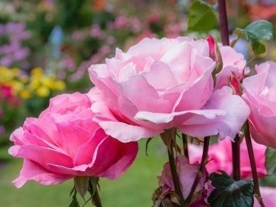 网络配图 网络配图