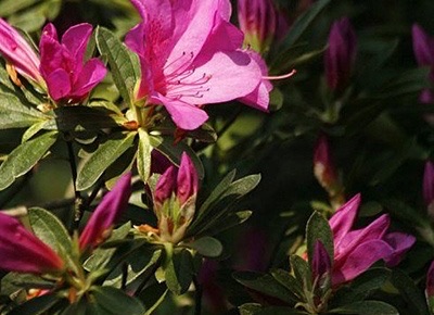 网络配图 网络配图