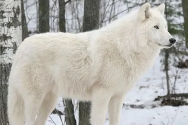 网络图片(侵删) 网络图片(侵删)