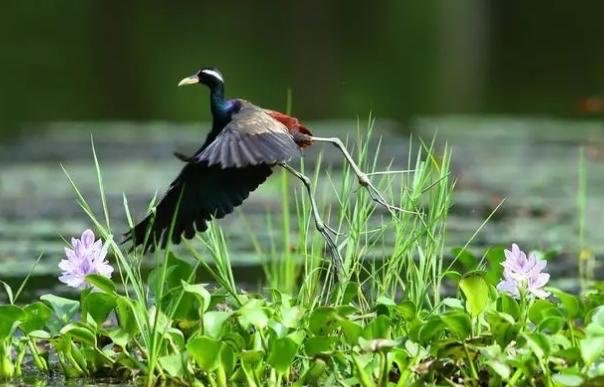 网络配图 网络配图