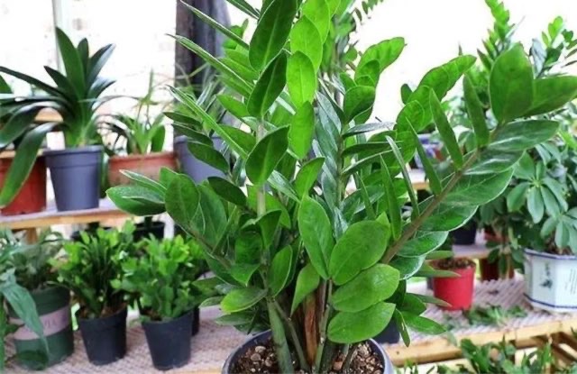 网络配图 网络配图