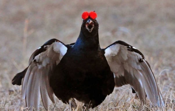 网络配图 网络配图