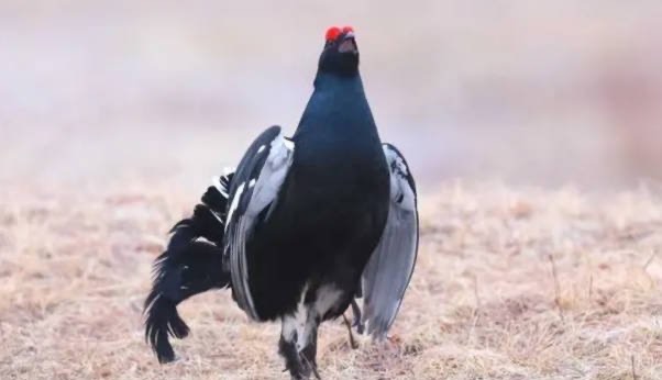 网络配图 网络配图