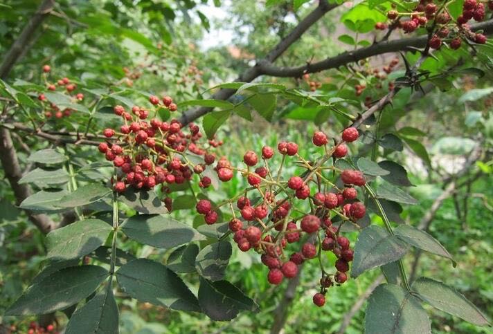 网络图片(侵删) 网络图片(侵删)