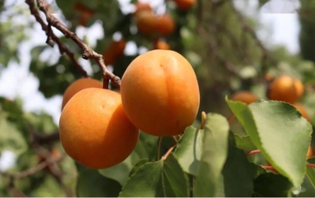 网络图片(侵删) 网络图片(侵删)