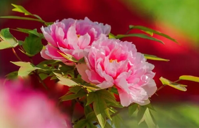 网络图片(侵删) 网络图片(侵删)