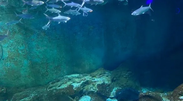 网络图片(侵删) 网络图片(侵删)