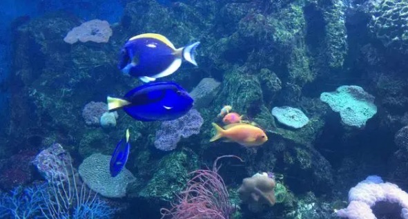 网络图片(侵删) 网络图片(侵删)