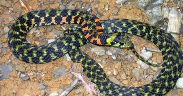 网络配图 网络配图