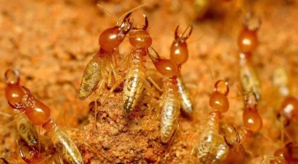 网络配图 网络配图