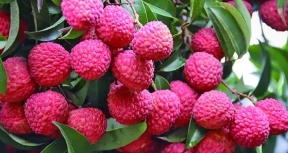 网络图片(侵删) 网络图片(侵删)