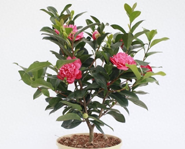 网络配图 网络配图