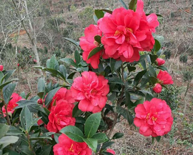 网络配图 网络配图