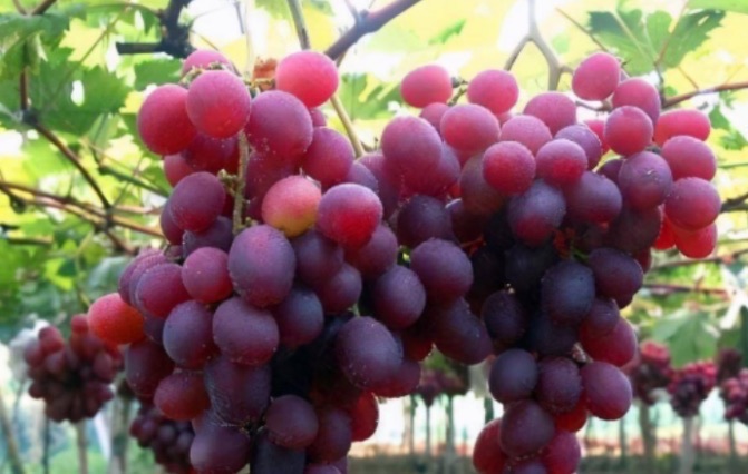 网络图片(侵删) 网络图片(侵删)