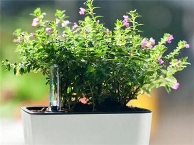 网络配图 网络配图