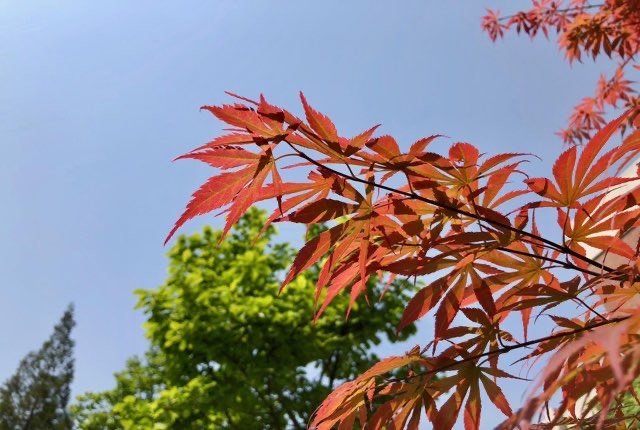 网络配图 网络配图