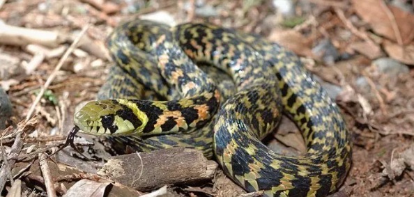 网络图片(侵删) 网络图片(侵删)