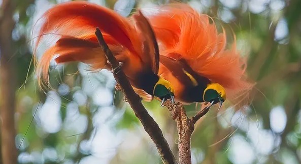 网络图片(侵删) 网络图片(侵删)