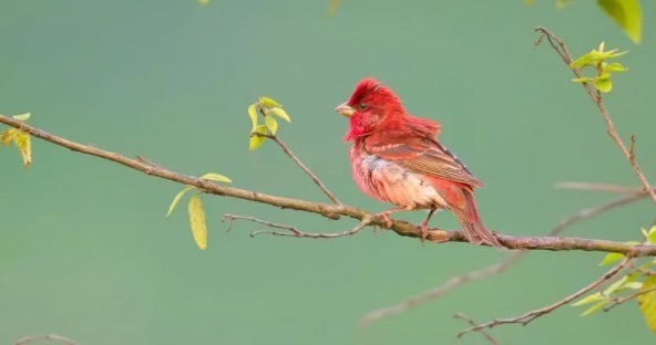 网络图片(侵删) 网络图片(侵删)