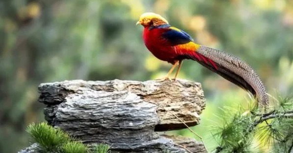 网络图片(侵删) 网络图片(侵删)