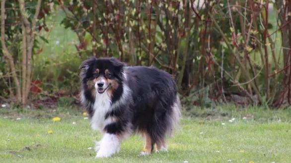 网络图片(侵删) 网络图片(侵删)