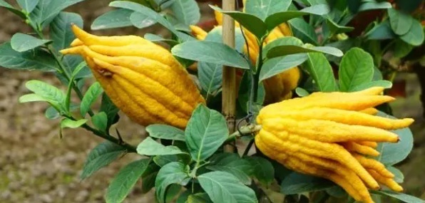 网络图片(侵删) 网络图片(侵删)