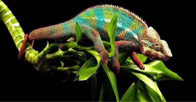 网络图片(侵删) 网络图片(侵删)