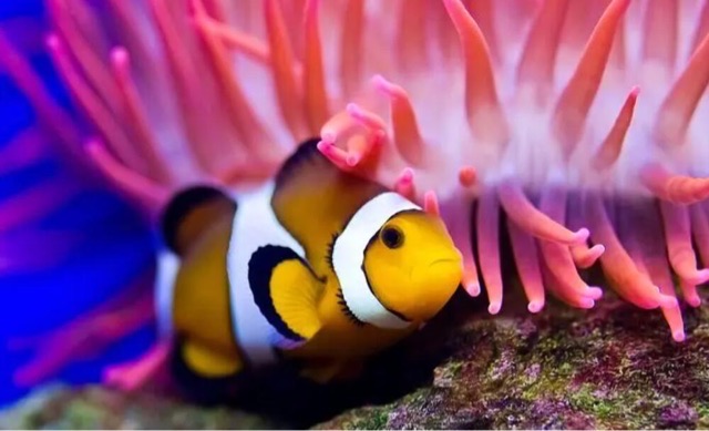 网络图片(侵删) 网络图片(侵删)