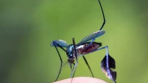 网络图片(侵删) 网络图片(侵删)