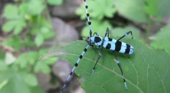 网络图片(侵删) 网络图片(侵删)