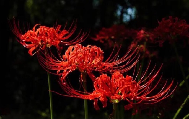 网络图片(侵删) 网络图片(侵删)