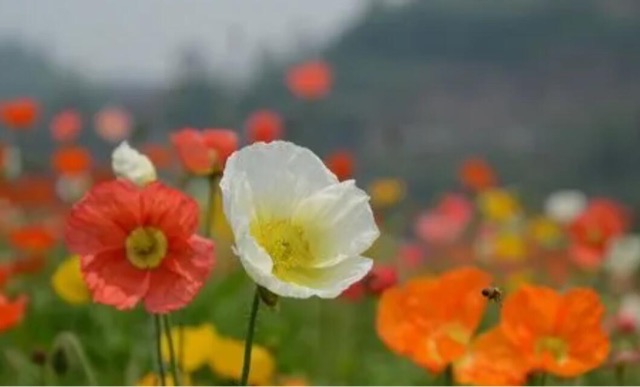 网络图片(侵删) 网络图片(侵删)