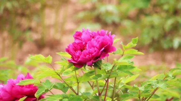 网络图片(侵删) 网络图片(侵删)