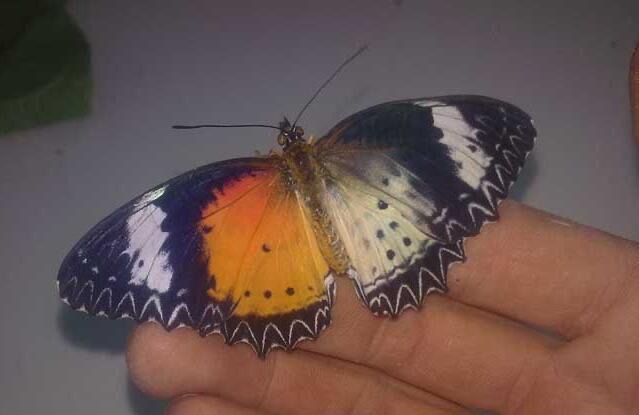 网络图片(侵删) 网络图片(侵删)