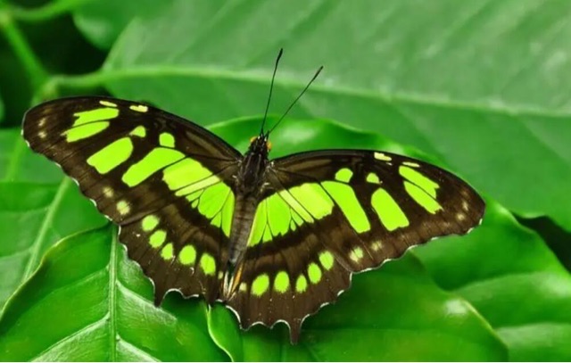 网络图片(侵删) 网络图片(侵删)