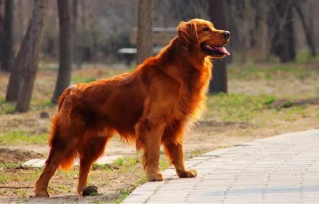 网络图片(侵删) 网络图片(侵删)