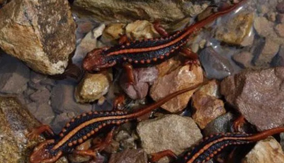 网络图片(侵删) 网络图片(侵删)