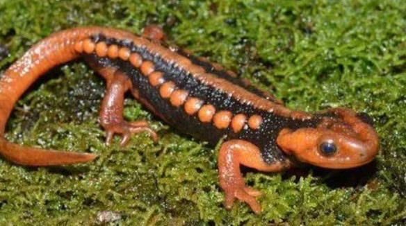 网络图片(侵删) 网络图片(侵删)