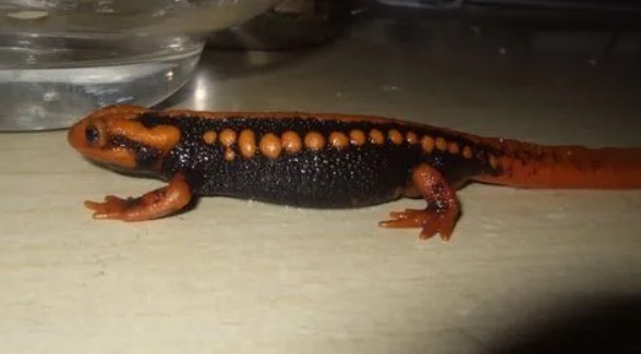 网络图片(侵删) 网络图片(侵删)