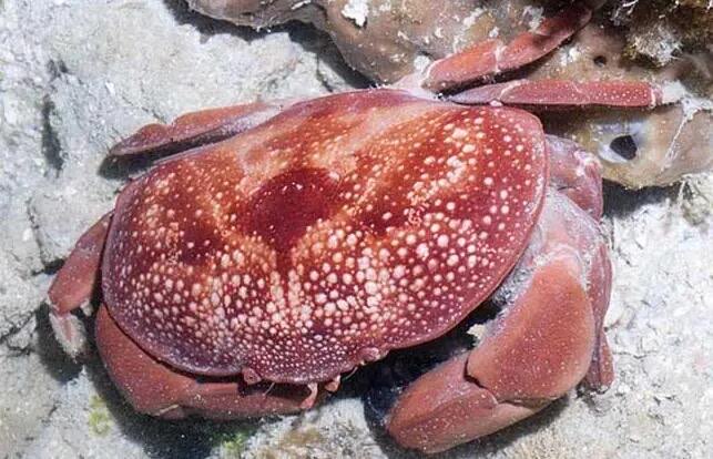 网络图片(侵删) 网络图片(侵删)