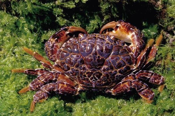 网络图片(侵删) 网络图片(侵删)