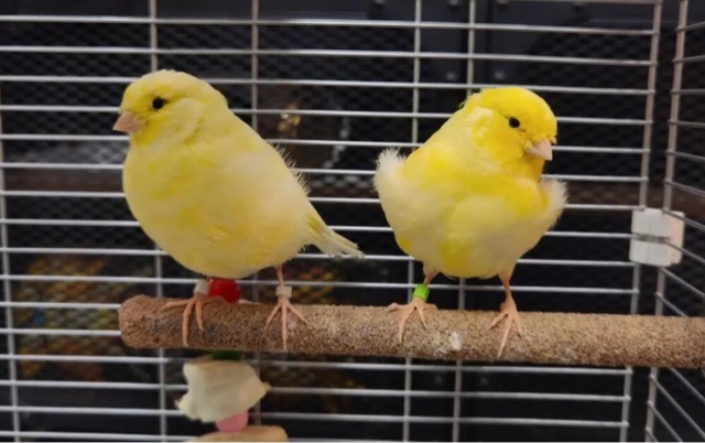 网络图片(侵删) 网络图片(侵删)